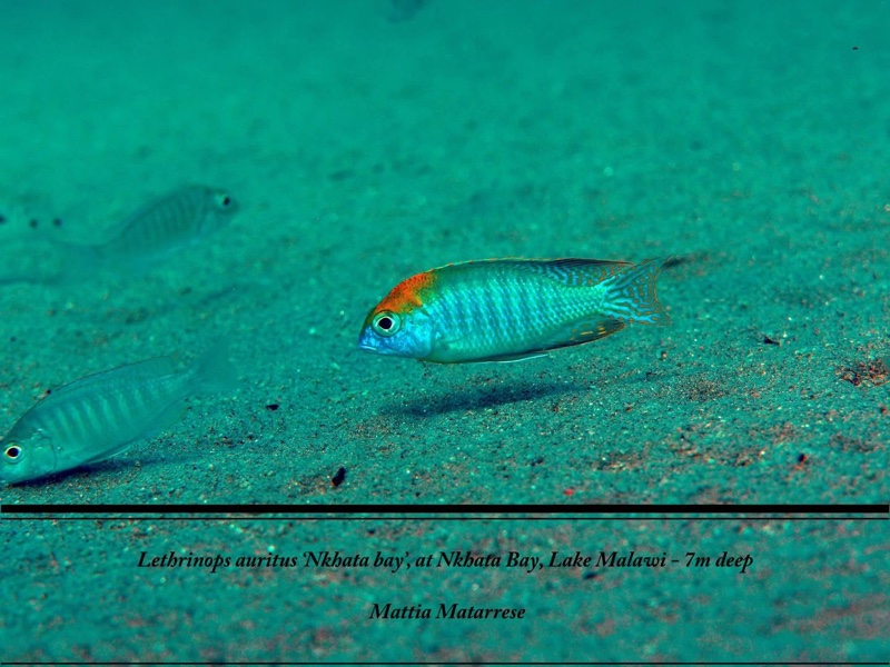 Lethrinops auritus 'Nkhata Bay'